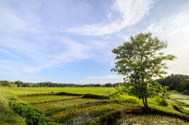 Endonezya köyündeki pirinç tarlası panoraması. Önünde ağaç olan sakin pirinç tarlaları. Mavi gökyüzünün altında güzel doğa manzarası