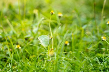 Çimlere tünemiş küçük yeşil kelebek. Kelebekler ve yeşil çimenler