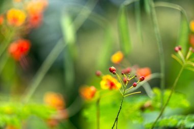 Duvar kağıdı için güzel kırmızı böğürtlen çiçeği. Yeşilliğe karşı küçük kırmızı çiçek
