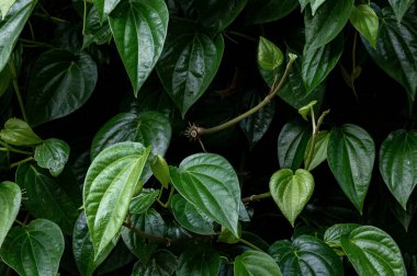Yeşilli Yeşil Betel Yaprakları. Taze Yeşil Betel Yaprakları Doğal Dokuya sahip