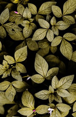 Dilsiz Ton Yaprakları, Desaturated Tones 'la Dünya Yaprakları. Soluk Yeşil Yapraklı Doğa Deseni