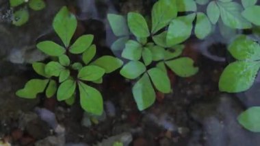 Su altında küçük yeşil bitkiler. Yeşilli Yeşil Yapraklar Su Akıntısıyla Hareket Ediyor