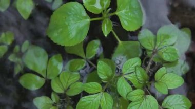 Su altı Flora 'sı Doğal Tatlı Su Irmağı' nda. Akan Temiz Su 'ya batırılmış Küçük Yeşil Bitkiler