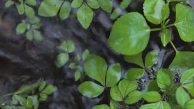 Temiz Suyun Altında Taze Su Bitkileri. Su altı Flora Doğal Tatlı Su Akıntısı