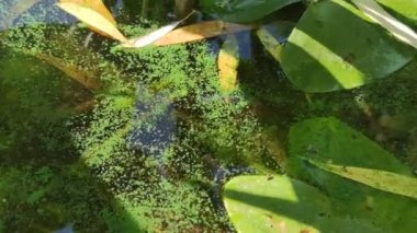 Çiçek açan yeşil su yüzeyinde nilüferler olan bir bataklığa benziyor. Çevre kirliliği kavramı, doğal fenomen. Suda yeşil çamur, göl manzarası