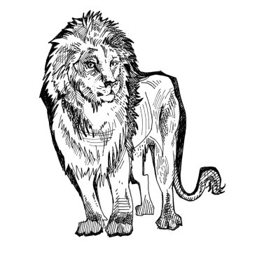 Çizgi Skeç Sanat Yönetmeni Hayvan Çizimi Aslan Çizimi Vahşi Kedi Çizimi Hayvanat Bahçesi Hayvanat Bahçesi Vahşi Hayvan Yırtıcı Hayvan Vücut Mürekkep Doğrusal Renklendirme Sayfası