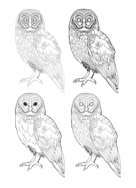  Ayrıntılı baykuş çizimi Çizgi Çizgisi Sanat Boyası Gerçekçi Clipart Tasarımı Vahşi hayvan karalama grafik siyah beyaz çizim çizim ana hatları iz tüyleri süslemeli dijital yazdırılabilir sayfa