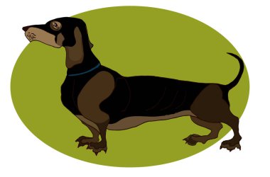 Dachshund bir profile değer. Yeşil oval bir arka planda koyu kahverengi bir köpek. Evcil hayvanlar kulübü için av köpeği logosu, barınak, hayvan sergisi. Oyun için çizgi film hayvanı, animasyon.