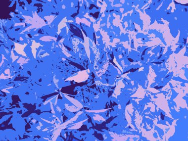 Lezzetli çiçek çeşitlerinin yakın çekim düzeni. Sera saksıları sisli. Mor ve mavi echeveria ev mini bahçesi. Graptopetalum Çiçekçi dükkanları için soğuk mavi ışık çerçeveleri.