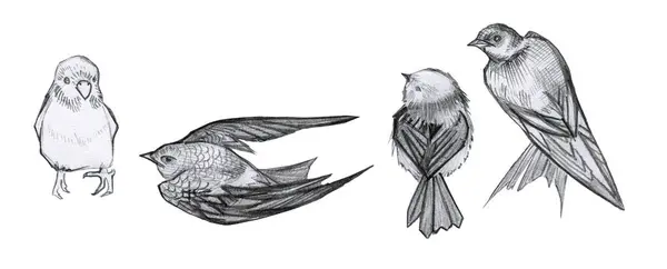 Linear skeç ayarlayın küçük vahşi kuşlar kalem çizim papağan, hızlı, kırlangıç resim tasarımı gerçekçi kuş çocukları çizgi roman stili çizim çizim el çizimi 2D düz çizim 