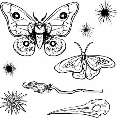 Line Set Cadısı Cadı Cadı Sanatı Sihirli değnek çizim ana hatları kelebek çizim cadı süpürgesi süpürge el tasarım elementi çizim okült grafik hayvan kafatası grung