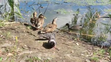 Göldeki ördekler ekmek yer, nilüferlerin arasında yüzer. Güzel doğa arka planı yaz güneşli bir gün. Vahşi doğada bataklıkta bir sürü kuş. Nilüfer yapraklarıyla kaplı nehir suyu. Hayvanlarla dolu güzel bir park. 