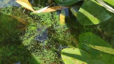 Çiçek açan yeşil su yüzeyinde nilüferler olan bir bataklığa benziyor. Çevre kirliliği kavramı, doğal fenomen. Suda yeşil çamur, göl manzarası