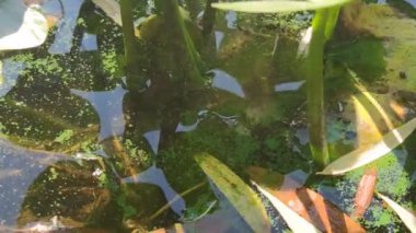 Çiçek açan yeşil su yüzeyinde nilüferler olan bir bataklığa benziyor. Çevre kirliliği kavramı, doğal fenomen. Suda yeşil çamur, göl manzarası