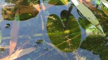 Çiçek açan yeşil su yüzeyinde nilüferler olan bir bataklığa benziyor. Çevre kirliliği kavramı, doğal fenomen. Suda yeşil çamur, göl manzarası