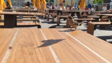 Yakından çekilen serçeler sokak hayvanlarını besliyor doğa bakımını kavramsallaştırıyor. Komik kuş, bulanık şehir arka planında serçeleri esnetir beton levha civcivleri ekmek yer. Şehir kuşları ve insanlar hayvan bakımı