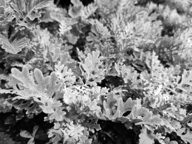 Cineraria maritima Senecio cineraria Dusty değirmen bitkisi. Sinerarya dokusu. Gümüş tozu bahçesi. Senecioneae Asteraceae Jacobaea maritima sıradışı bitki gri modern tasarım klitoris x ışını deseni Çiçek doğa deseni