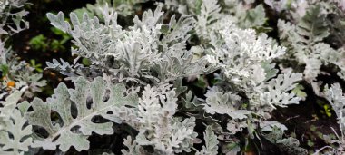 Cineraria maritima Senecio cineraria Dusty miller plant background. Cineraria texture. Silver dust garden. Senecioneae Asteraceae Jacobaea maritima unusual plant gray modern design clipart x ray effect Floral nature pattern Flower bush close up clipart