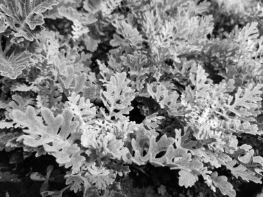 Cineraria maritima, Senecio Cineraria, Dusty Miller bitki arka planı. Sinerarya dokusu. Bahçedeki gümüş tozu. Seçici yumuşak odaklanma, doğa konsepti. Senecioneae Asteraceae Jacobaea maritima