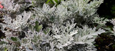 Cineraria maritima, Senecio cineraria, Dusty miller plant background. Cineraria texture. Silver dust in the garden. Selective soft focus, nature concept. Senecioneae Asteraceae Jacobaea maritima clipart