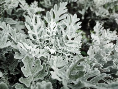 Cineraria maritima, Senecio Cineraria, Dusty Miller bitki arka planı. Sinerarya dokusu. Bahçedeki gümüş tozu. Seçici yumuşak odaklanma, doğa konsepti. Senecioneae Asteraceae Jacobaea maritima