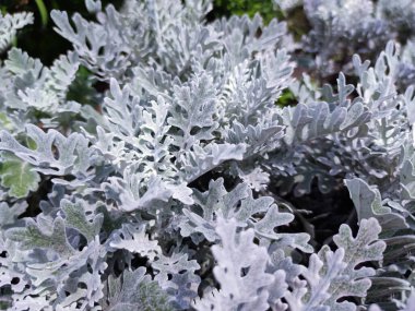 Cineraria maritima, Senecio Cineraria, Dusty Miller bitki arka planı. Sinerarya dokusu. Bahçedeki gümüş tozu. Seçici yumuşak odaklanma, doğa konsepti. Senecioneae Asteraceae Jacobaea maritima