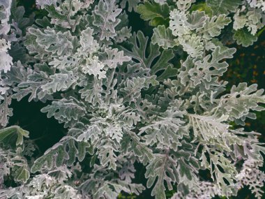 Cineraria maritima, Senecio Cineraria, Dusty Miller bitki arka planı. Sinerarya dokusu. Bahçedeki gümüş tozu. Seçici yumuşak odaklanma, doğa konsepti. Senecioneae Asteraceae Jacobaea maritima