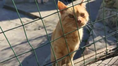 Kafes arkasında kızıl kedi barınakta sevimli turuncu kedi yavrusu nesnelere sürtünüyor güneş ışığına sahip olmayan açık hava veteriner kliniği hayvan bakımı konsepti. 