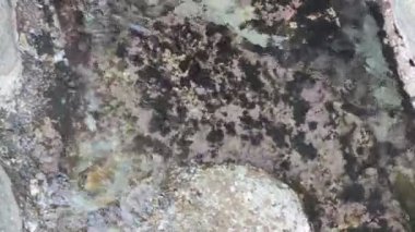 Su Altındaki Taşlar Titreşim Dalgaları Sahilde Kayalık Düz Arkaplan Doğa Şeffaf Deniz Suyu Kaya Sahili Doğa Video Duvar Kağıdı Pebble Plajı Sahil Taşları Şeffaf Kristal Su Taşları