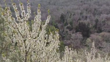 Sakura çiçeği, kiraz, dağlarda kayısı ağacı. Rüzgarda sallanan dallar ve beyaz çiçeklerle doğa zeminine karşı. Dağlardaki ağaç İtalya 'nın baharını kapatıyor. Dağlarda açan beyaz sakura