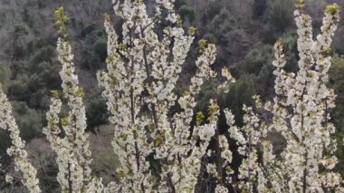 Sakura çiçeği, kiraz, dağlarda kayısı ağacı. Rüzgarda sallanan dallar ve beyaz çiçeklerle doğa zeminine karşı. Dağlardaki ağaç İtalya 'nın baharını kapatıyor. Dağlarda açan beyaz sakura