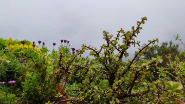 Yağmurdan Sonra Sis Altındaki Ada Dağlarının Arkaplanındaki Tropik Bitkiler Palmiye Ağacını Sulu Bulur. Bulutlu Yağmurlu Bahar Bahçesi Açık Hava Bitkileri. Çok Bitkisel Peyzaj Tasarımı Çiçek Kompozisyonu