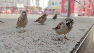 Yakından çekilen serçeler sokak hayvanlarını besliyor doğa bakımını kavramsallaştırıyor. Komik kuş, bulanık şehir arka planında serçeleri esnetir beton levha civcivleri ekmek yer. Şehir kuşları ve insanlar hayvan bakımı
