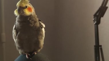 Yumuşak Corella papağanı tüylerini kendi temizler. Perili ev hayvanı egzotik vahşi kuş yetişkin hayvan sahibi papağan besleyen, kafasını kaşıyan, tüylerini tarayan sıcak, açık yeşil battaniye. Sarı armalı ve turuncu yanaklı gri bir kuş..