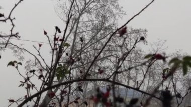 Kırmızı Böğürtlenli Kış Manzarası Sis Yağmuru Damlaları Bitkiye Kapanıyor Yağmurlu Hava Bulutlu Soğuk Mevsim Rosehip çalısı Gri Renkli Şehir dikenleri Bitkinin keskin dikenleri