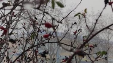 Kırmızı Böğürtlenli Kış Manzarası Sis Yağmuru Damlaları Bitkiye Kapanıyor Yağmurlu Hava Bulutlu Soğuk Mevsim Rosehip çalısı Gri Renkli Şehir dikenleri Bitkinin keskin dikenleri