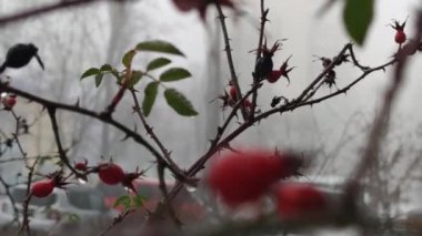 Kırmızı Böğürtlenli Kış Manzarası Sis Yağmuru Damlaları Bitkiye Kapanıyor Yağmurlu Hava Bulutlu Soğuk Mevsim Rosehip çalısı Gri Renkli Şehir dikenleri Bitkinin keskin dikenleri