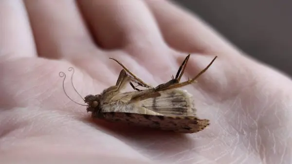 Meadow güvesi, el üstünde ölü olarak yatıyor. Kıvrık antenleri insan eline benzeyen kıvrımlı bir böcek. Çok güzel, sıcak renkleri olan vahşi bir hayvan.