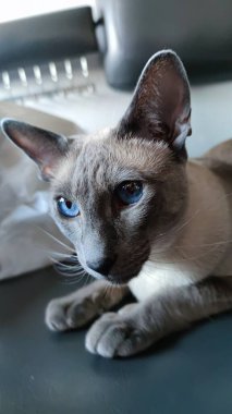 Mavili Siyam kedisi: Doğulu melez, büyük kulaklı, uzun namlulu, evcil hayvan profili yakın plan. Safkan, evcil, sıra dışı bir kedi solgun bir ışık ve kafasında koyu bir nokta.