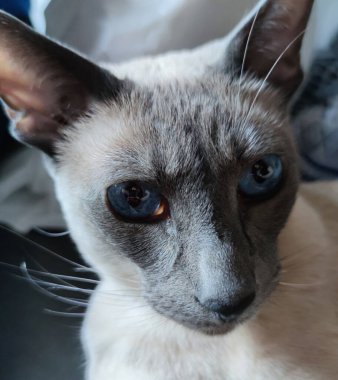 Mavili Siyam kedisi: Doğulu melez, büyük kulaklı, uzun namlulu, evcil hayvan profili yakın plan. Safkan, evcil, sıra dışı bir kedi solgun bir ışık ve kafasında koyu bir nokta.