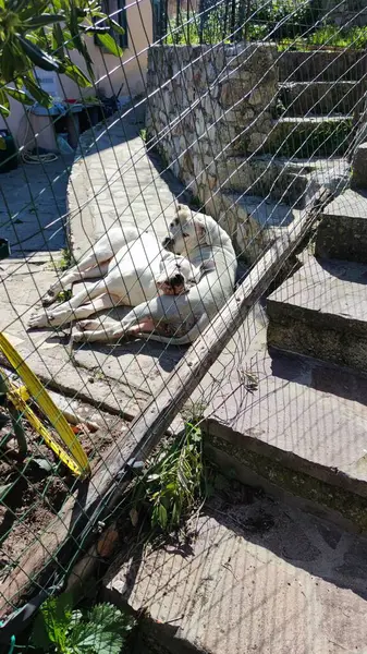 İki beyaz Amerikan bulldog 'u huzur içinde uzanıyorlar. Etrafı saran büyük köpeklerle dövüşmek tehlikeli, saldırgan bir cins evcil hayvan. Birbirlerinin üzerinde yatıyorlar. Dışarıda bahçedeki köpek kulübesinde uyuyan hayvanları sakinleştiriyorlar.