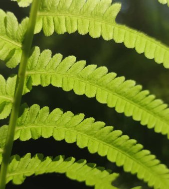 Maun yeşili bahçedeki çalı bahçesini açık hava parkına bırakır. Yakın plan ağaç yaprakları. Tarçın eğreltiotu duvar kağıdı güzel doğa arka plan yeşil çimenler güneş ışınları parlak bahar yaz günü karanlık zemin üzerinde