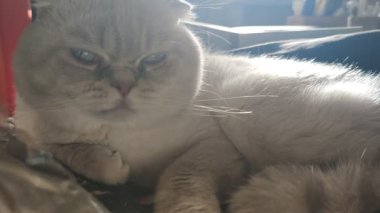 Safkan İskoç Pet Büyük Şirin Kedi pofuduk yanaklı yakın çekim. Mavi gözlü İngiliz sarkık kulaklı beyaz kedisi pençelerini yatağa sıkıştırmış safkan kedi yavrusu uykulu, kahverengi battaniyeli gün ışığı