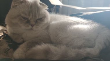 Safkan İskoç Pet Büyük Şirin Kedi pofuduk yanaklı yakın çekim. Mavi gözlü İngiliz sarkık kulaklı beyaz kedisi pençelerini yatağa sıkıştırmış safkan kedi yavrusu uykulu, kahverengi battaniyeli gün ışığı