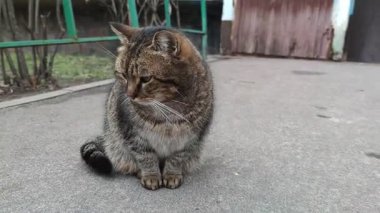 Büyük sevimli sokak kedisi, sahipsiz hayvan yer. Şişko kedi, sokak hayvanlarını besler. Sahipsiz kedi, veteriner, hayvan bakımı konsepti.