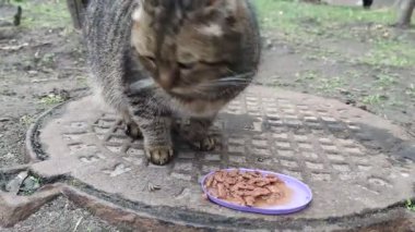 Büyük sevimli sokak kedisi, sahipsiz hayvan yer. Şişko kedi, sokak hayvanlarını besler. Sahipsiz kedi, veteriner, hayvan bakımı konsepti.