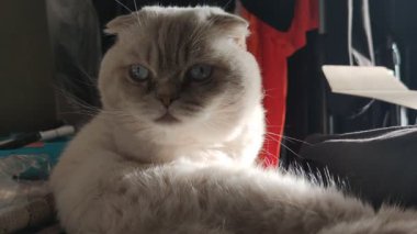 Safkan İskoç Pet Büyük Şirin Kedi pofuduk yanaklı yakın çekim. Mavi gözlü İngiliz sarkık kulaklı beyaz kedisi pençelerini yatağa sıkıştırmış safkan kedi yavrusu uykulu, kahverengi battaniyeli gün ışığı