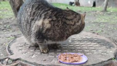Büyük sevimli sokak kedisi, sahipsiz hayvan yer. Şişko kedi, sokak hayvanlarını besler. Sahipsiz kedi, veteriner, hayvan bakımı konsepti.