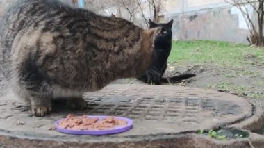 Büyük sevimli sokak kedisi, sahipsiz hayvan yer. Şişko kedi, sokak hayvanlarını besler. Sahipsiz kedi, veteriner, hayvan bakımı konsepti.