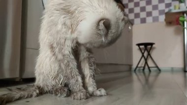 Tatminsiz, gücenmiş, ıslak İskoç Kedisi banyo yaptıktan sonra Büyük Şirin Evcil Hayvan Bakımı, pofuduk yanak, yakından çekilen İngiliz kesme kulaklı ıslak kedisi, pençelerini yalayarak, kedi yavrusu, safkan, banyo yapan kediyi izler.